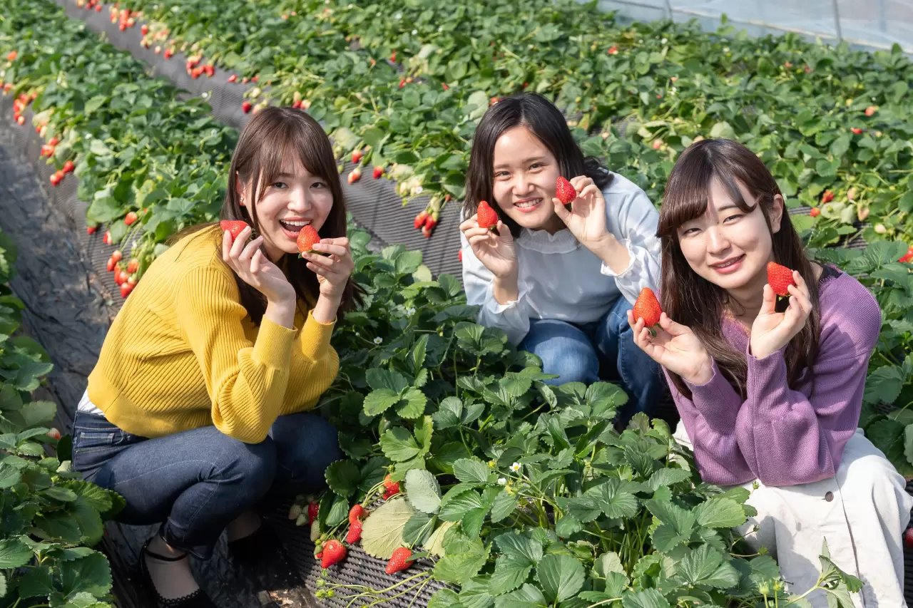 🍓 슬로 라이프 리조트 딸기의 마을 농장(스로라이후리조토 이치고노사토화무) 이미지 1